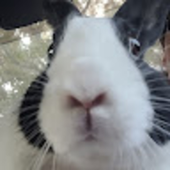 adamtherabbit68